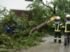 20170720-Unwetter - Baum auf Auto 01 © Wolfgang Spitzbart