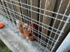 20240827_Huhn