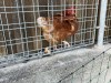 20240827_Huhn1